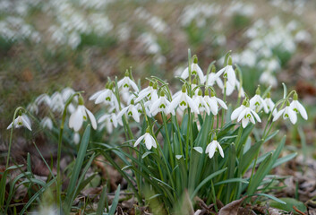 Białe przebiśniegi  © Magdalena