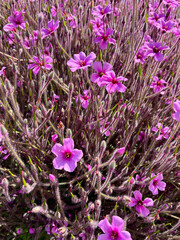 A close up on purple flower called Giant herb-robert