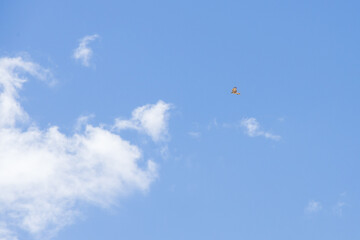 Hawk in the sky
