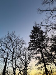 sunset in the forest