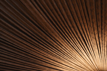 Visually striking close-up showcasing brown textured lines