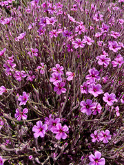A close up on purple flower called Giant herb-robert