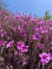 A close up on purple flower called Giant herb-robert