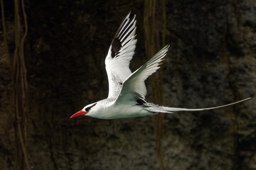 Panama Wildlife