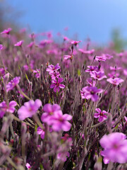 A close up on purple flower called Giant herb-robert