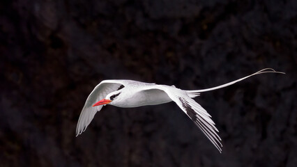 Panama Wildlife