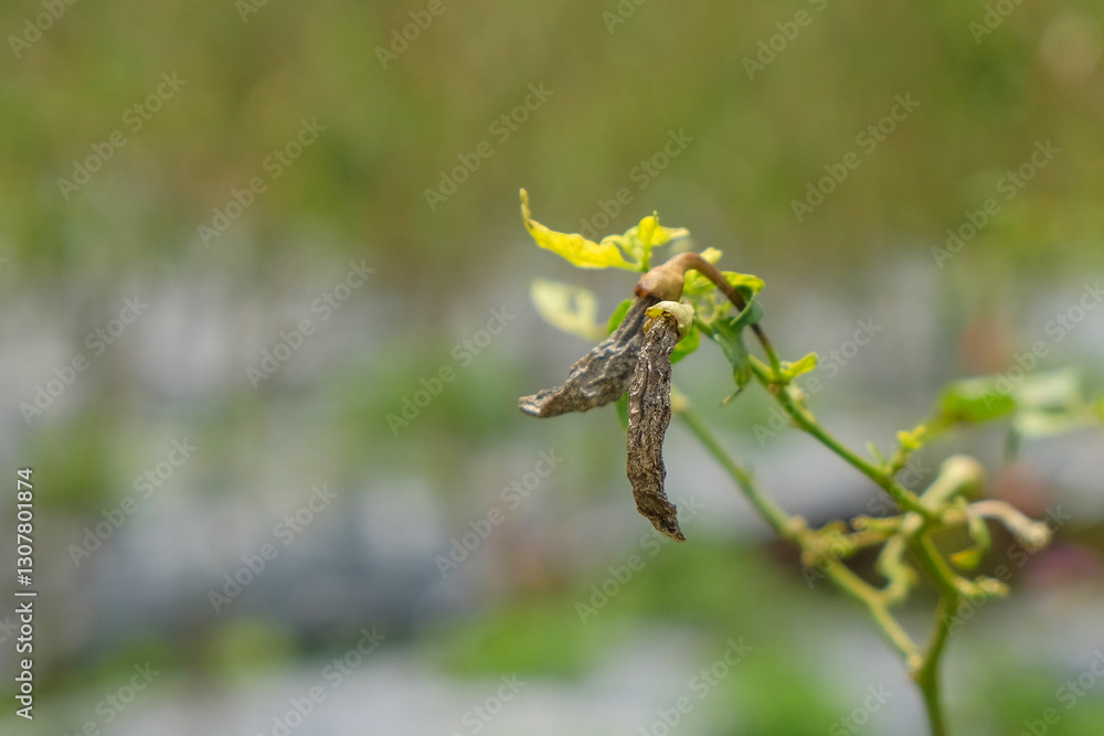 Poster dried chilies on a tree with a bokeh background. chilies are affected by disease due to viruses or o