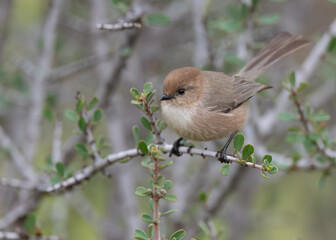 Bushtit perched