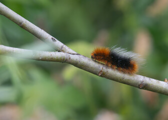 Wooly bear caterpillar