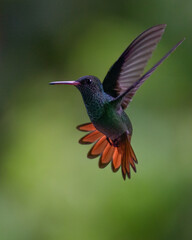Panama Wildlife