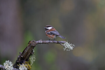 Chestnut-backed Chickadee