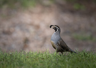 California Quail