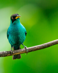 Panama Wildlife