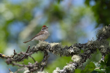 Chipping Sparrow perched