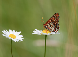Butterfly on flower