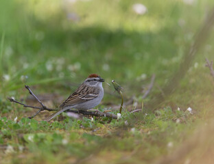 Chipping Sparrow perched
