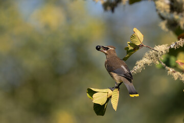 Cedar Waxwing feeding
