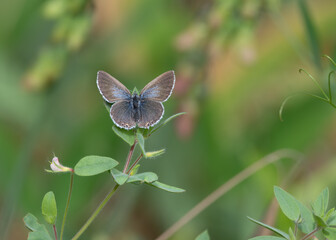 Butterfly on flower