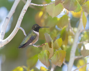 Black-chinned Hummingbird perched
