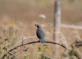 California Quail