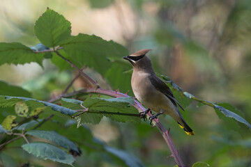 Cedar Waxwing feeding