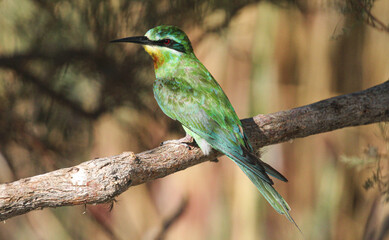 Blue-cheeked bee-eater in the wild