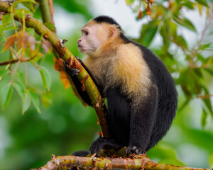 Panama Canal Wildlife