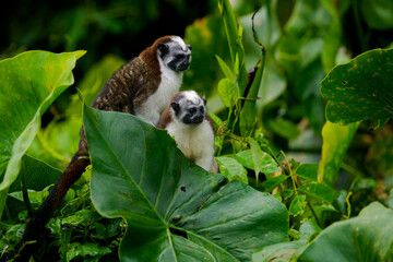 Panama Canal Wildlife