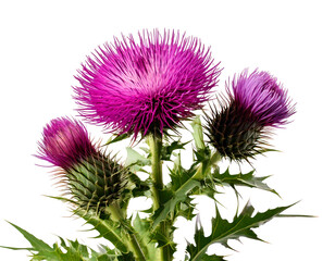 Detailed Close-Up of Thistle Flower with Spiky Petals and Natural Texture, Isolated on White Background, Emphasizing Unique Beauty and Botanical Characteristics.
