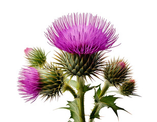 Detailed Close-Up of Thistle Flower with Spiky Petals and Natural Texture, Isolated on White Background, Emphasizing Unique Beauty and Botanical Characteristics.
