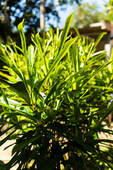 les plantes vertes au jardin en printemps 