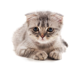 Fototapeta premium Small gray kitten.