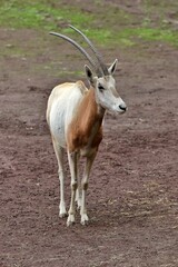 土の上に立つシロオリックス