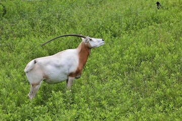 Fototapeta premium 草原に立ち見上げるシロオリックス