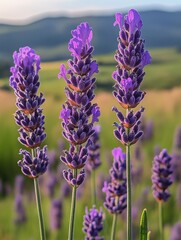 Fototapeta premium Lavender Blooms in Field at Sunrise with a Soft Haze Over Rolling Hills in the Background