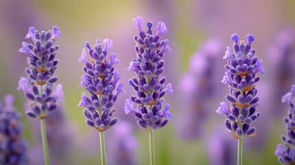 Fototapeta premium Lavender in Bloom Delicate Purple Hues in a Serene Field of Aromatic Flowers and Buds