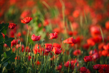 Green grass emerging through bright red poppies in a field