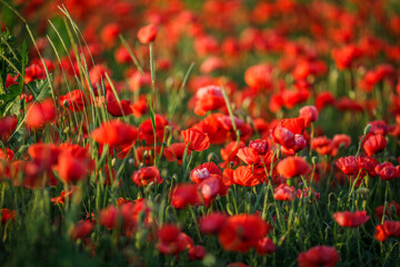 Bright red poppies with green stems growing in a field under a blue sky, wallpaper