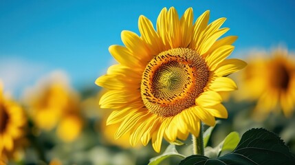 Obraz premium Radiant Sunflower Blossom Against a Clear Blue Sky in a Summer Field with Yellow Wildflowers