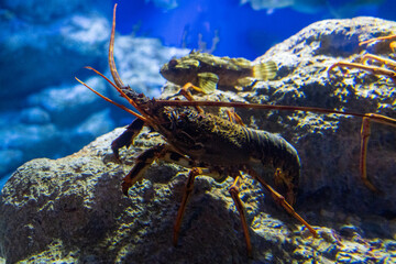 Barcelona, ​​Spain - February 4, 2025: Barcelona Aquarium. Aquarium marine life.