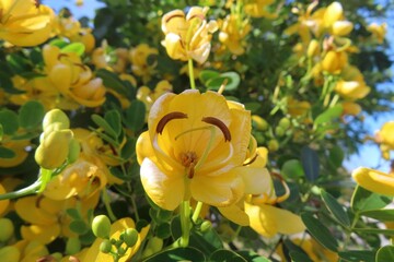 Fototapeta premium Senna corymbosa flowers on the bush in Florida nature, closeup