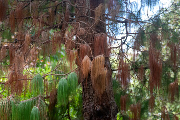 Casuarinas otoñales