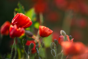Close-up of a red poppy against green background in an open field