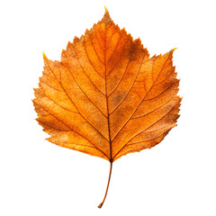 Single dried orange autumn leaf isolated on transparent background