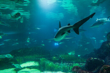 Obraz premium Barcelona, ​​Spain - February 4, 2025: Barcelona Oceanarium. Marine life in the aquarium. A shark swims surrounded by fish.
