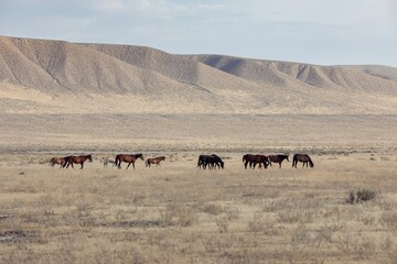 A herd of wild horses, including foals, graze and walk across the arid landscape of the Great Basin...