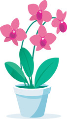 pink orchid in a pot