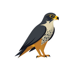 falcon on white background