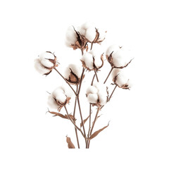Delicate Cotton Blooms Natural Beauty Soft White Fluffy Plant