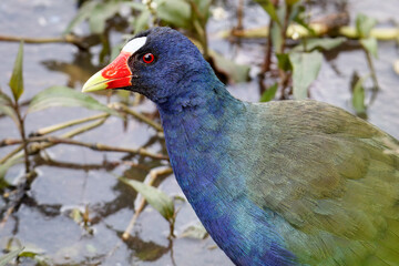 Purple gallinule in a wetland